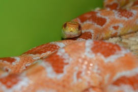 Nie nakarmisz węża schabem