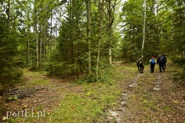 Wilk nie jest ani dobry, ani zły