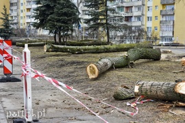Wyrzynają w pień, bo mogą