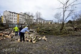 Wyrzynają w pień, bo mogą
