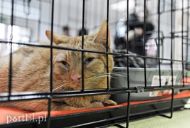 Z miłości do kotów