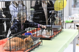 Z miłości do kotów