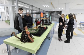 Z miłości do kotów