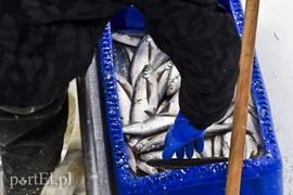 Na Zalewie rozpoczęły się \"śledziowe żniwa\"