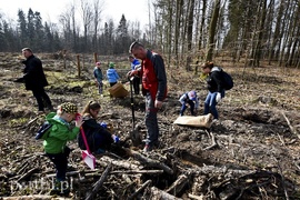 Zasadzili tysiąc nowych drzew