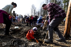 Zasadzili tysiąc nowych drzew