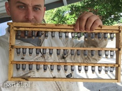 Pszczoły to moja największa pasja (Zawody znane i nieznane, odc. 32) 