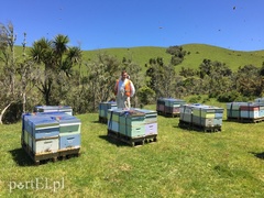 Pszczoły to moja największa pasja (Zawody znane i nieznane, odc. 32) 