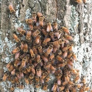 Pszczoły to moja największa pasja (Zawody znane i nieznane, odc. 32) 