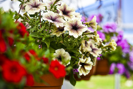 Obdaruj mamę pięknem