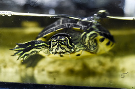 To, co najlepsze dla Twojego pupila