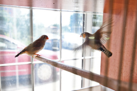 To, co najlepsze dla Twojego pupila