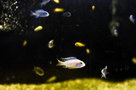 To, co najlepsze dla Twojego pupila