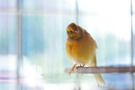 To, co najlepsze dla Twojego pupila