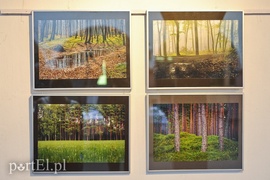 Po zdjęcia lasu trzeba się nachodzić