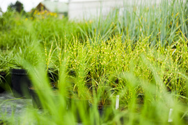 Kwiaty na każdą okazję