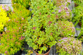 Kwiaty na każdą okazję