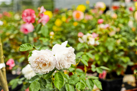 Kwiaty na każdą okazję