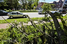 Drzewo spadło prosto na jadące auto