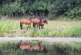 Mało słoneczny patrol