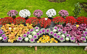 Jesień rozkwita głębokimi barwami