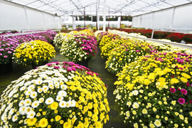 Jesień rozkwita głębokimi barwami