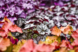 Jesień rozkwita głębokimi barwami