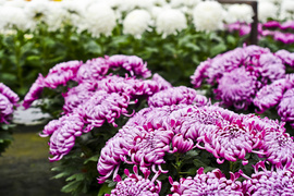 To one podkreślą te dni