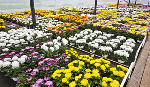 To one podkreślą te dni