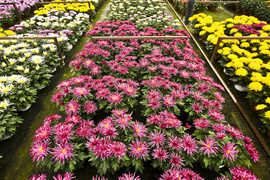 To one podkreślą te dni