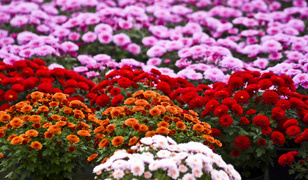 To one podkreślą te dni