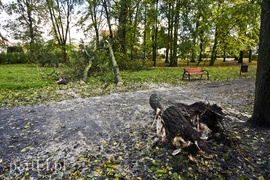 Połamane drzewa w parku Kajki