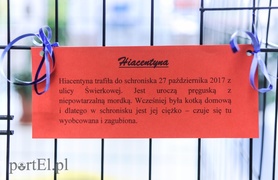 Święto kotów i kociarzy