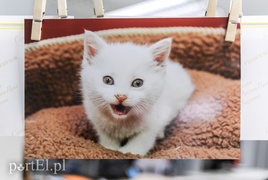 Święto kotów i kociarzy