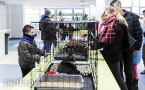 Święto kotów i kociarzy