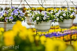 Dajmy im więcej światła, a odwdzięczą się