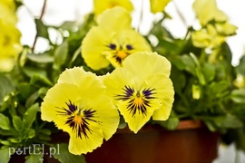 Dajmy im więcej światła, a odwdzięczą się