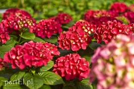 Dajmy im więcej światła, a odwdzięczą się