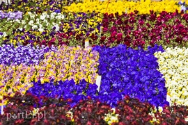 Dajmy im więcej światła, a odwdzięczą się