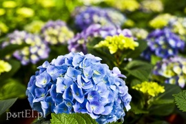 Dajmy im więcej światła, a odwdzięczą się