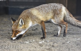 Tu się leczy zranione ciała i dusze. Na czterech łapach, kopytach, na skrzydłach i w futrze