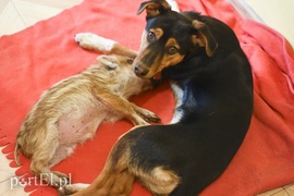 Tu się leczy zranione ciała i dusze. Na czterech łapach, kopytach, na skrzydłach i w futrze