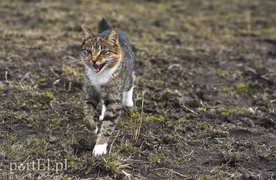 Tu się leczy zranione ciała i dusze. Na czterech łapach, kopytach, na skrzydłach i w futrze