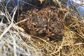 Tu się leczy zranione ciała i dusze. Na czterech łapach, kopytach, na skrzydłach i w futrze