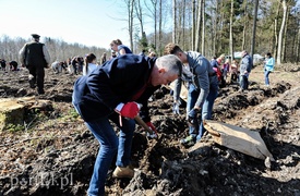 Zasadzili dwa tysiące nowych drzew