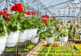 W ogrodzie wygrywają cierpliwi