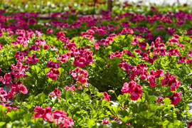 W ogrodzie wygrywają cierpliwi