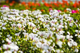 W ogrodzie wygrywają cierpliwi