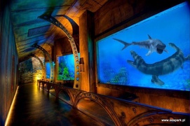 Foki, pokazy i zabawa na całego!