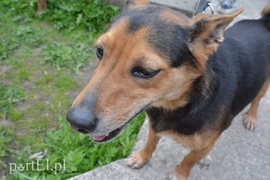 Pobiegli na sześć łap